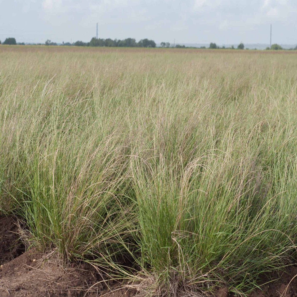 NUECES SAND DROPSEED | Douglass King Seeds